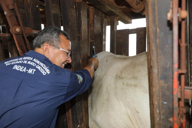Mato Grosso encerra vacinação contra febre aftosa após 30 anos de imunização