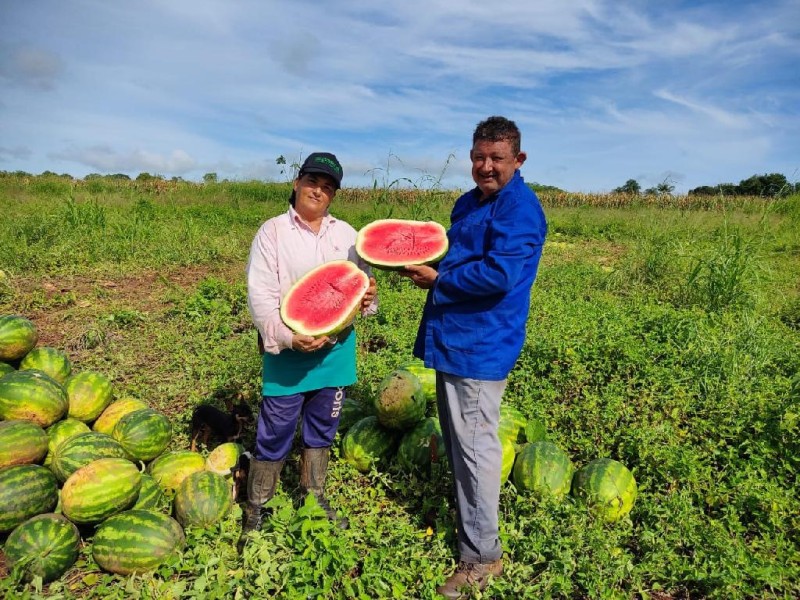 Casal de agricultores tem colheita farta de melancia e tomate com o apoio da Empaer