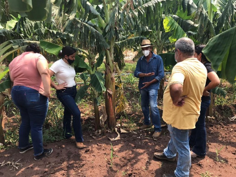 Produção de lavoura experimental de nova variedade de banana da terra desperta interesse