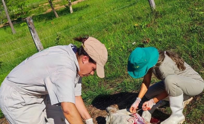 Indea e Empaer identificam causa de morte de vaca por Diarréia Viral Bovina