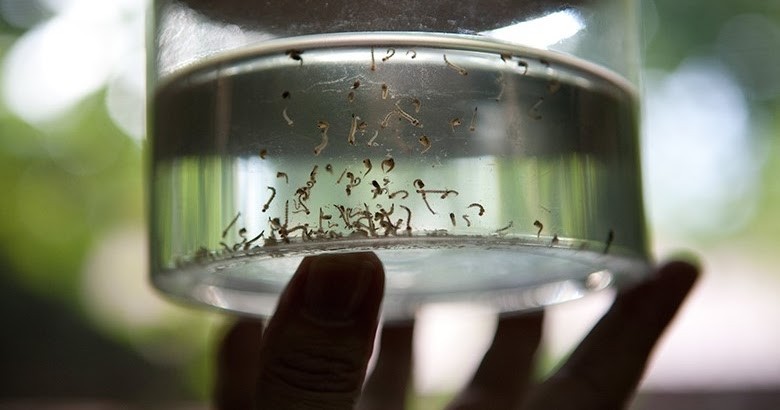 Não dê mole para dengue no Carnaval