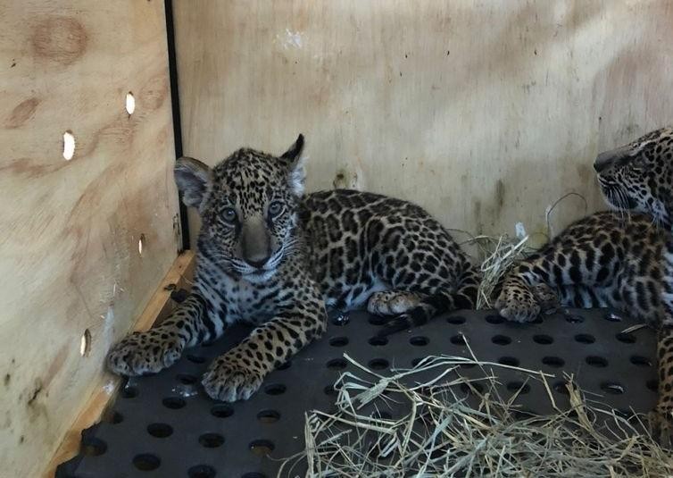 Filhotes de onça-pintada e lobo-guará embarcam para Zoológico de Brasília