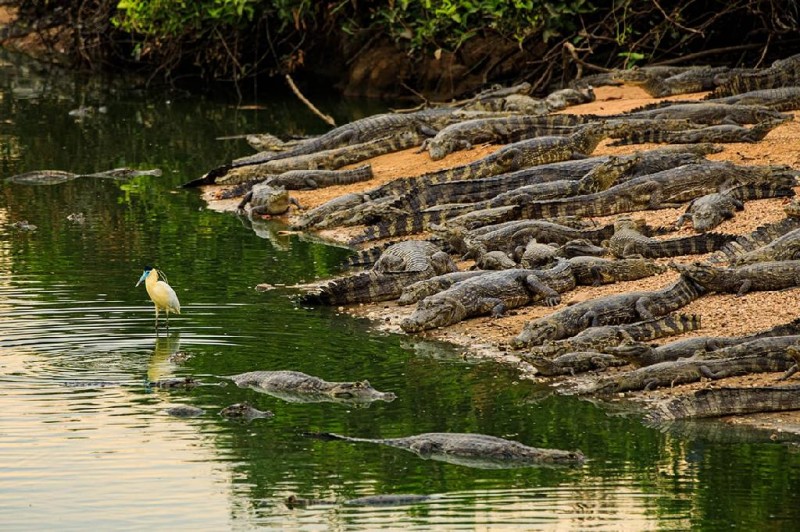 Confira o que o Governo de Mato Grosso fez e está fazendo para preservar os animais do Pantanal