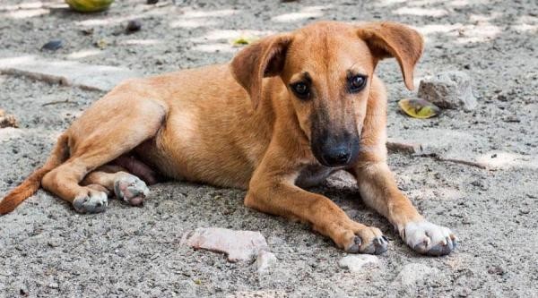 Diogo Kriguer solicita compra de um veículo para recolher cães e gatos em situação de rua