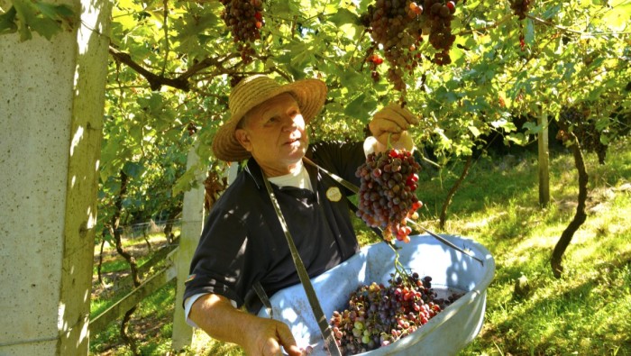 Outono chegou! Embarque no turismo rural e conheça as deliciosas frutas brasileiras