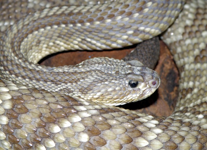 Projeto de lei sobre acidentes com animais peçonhentos é aprovado pela ALMT