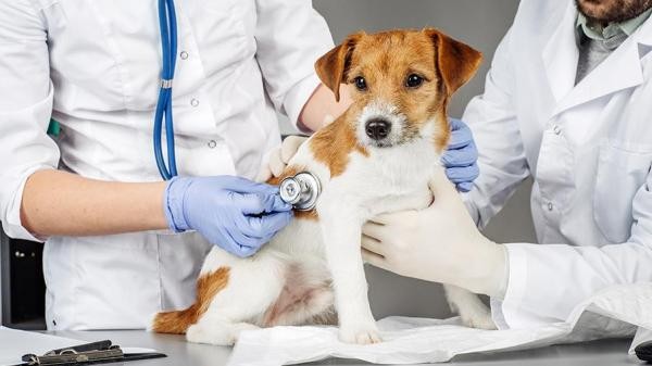 Parlamentar solicita a implantação de uma UPAVet em Sorriso