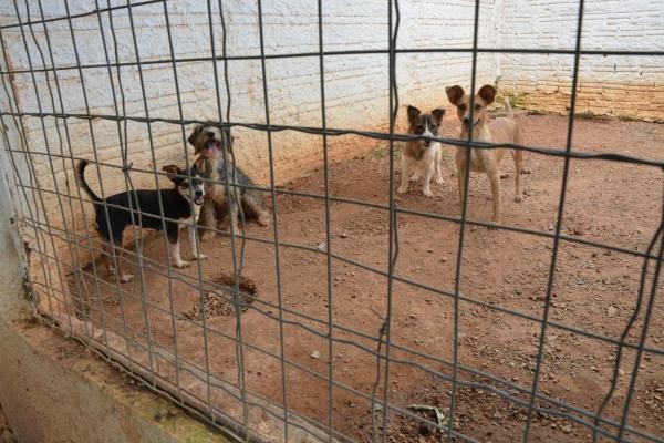 Sorriso: vereadores defendem investimentos no Abrigo Municipal de Cães e Gatos