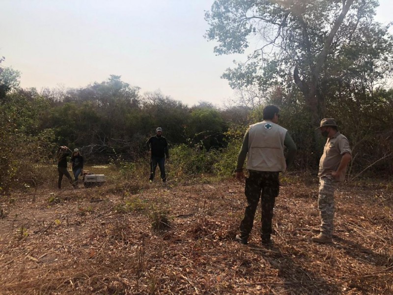 Sema realiza soltura de quati no Pantanal após recuperação de pata queimada; veja vídeo