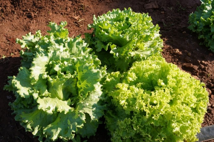 Prefeitura publica chamamento público para atender o Programa de Aquisição da Agricultura Familiar