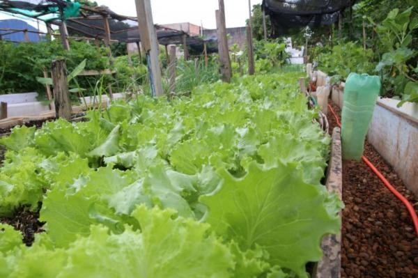 Parlamentar pede horta comunitária no Bairro União