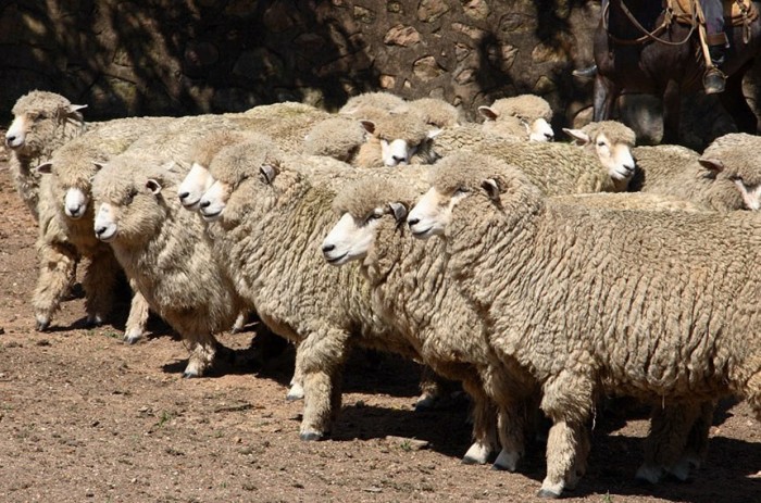 Sant’Ana do Livramento torna-se Capital Nacional da Ovelha