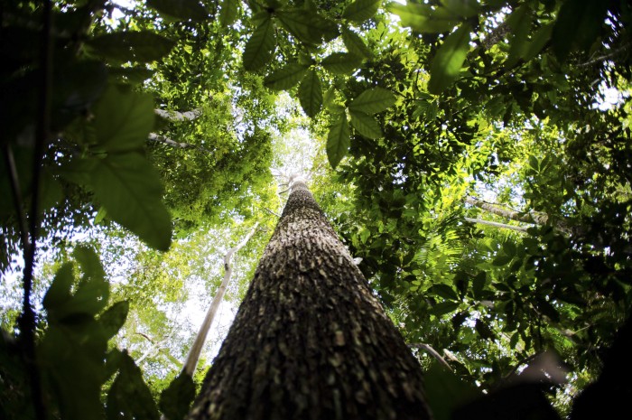 Alertas de desmatamento na Amazônia caem 68% em abril