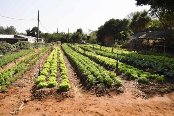 Sorriso: vereador sugere implantação de horta comunitária no bairro São Francisco