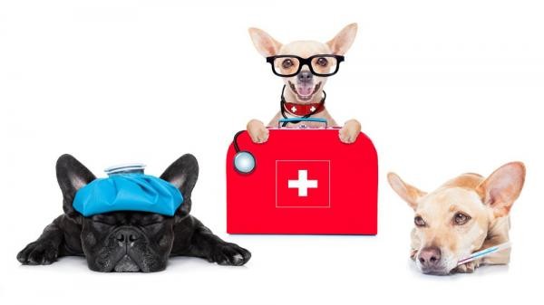 Presidente do Legislativo propõe Farmácia Veterinária Popular em Sorriso