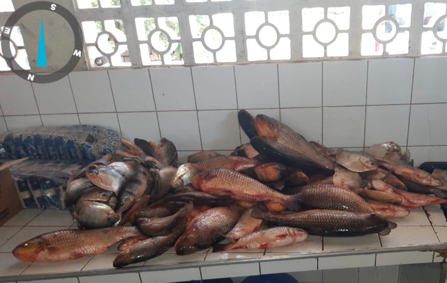 Sema e PM apreendem 87 quilos de pescado ilegal na região do Pantanal