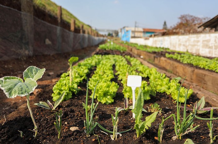 Comissão de Agricultura pode votar hortas comunitárias em terrenos da União