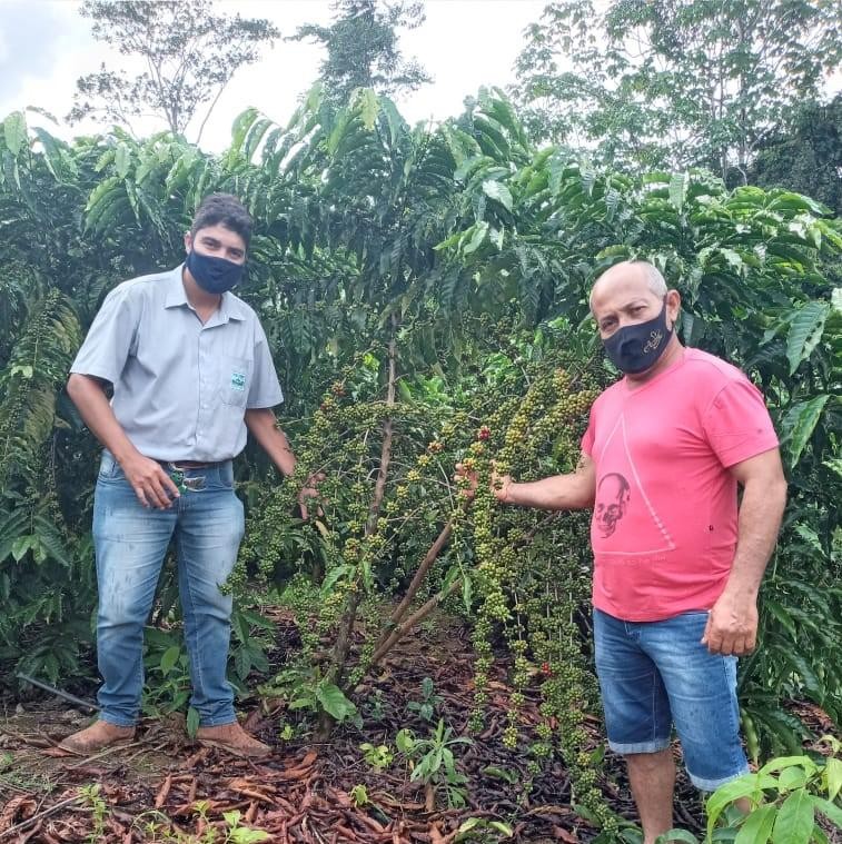 Protocolo de adubação melhora rendimento na produção de café de pequenos produtores da região noroeste