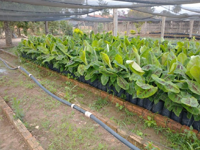Parceria viabiliza plantação de banana em unidade de referência tecnológica em Comodoro