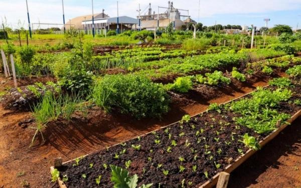 Vereador pede mais infraestrutura para a horta comunitária do bairro Nova Aliança