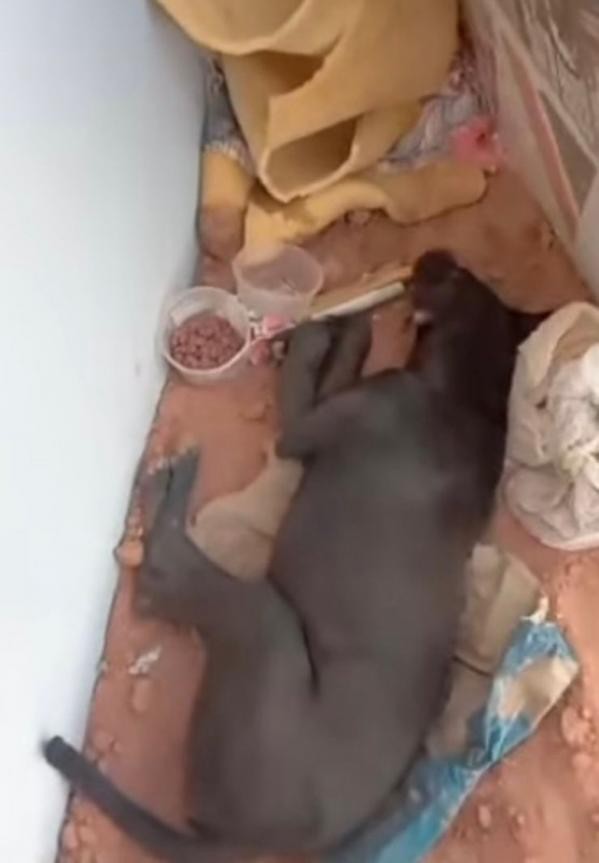 Presidente da Câmara requer informações sobre atendimentos de animais vítimas de abandono e maus tratos