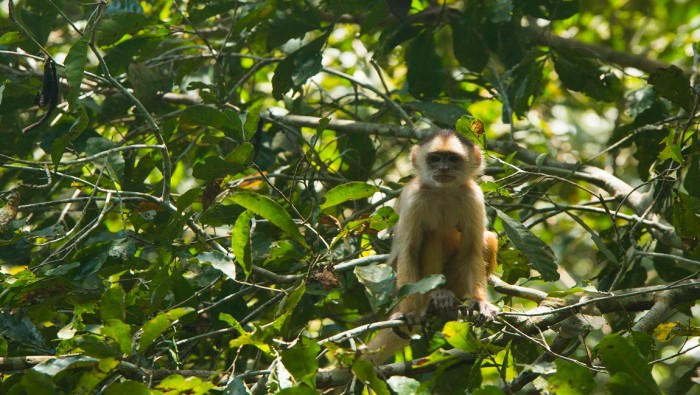 Como o turista pode proteger as florestas?