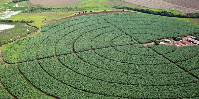 Governo publica novas regras para registro de defensivos agrícolas