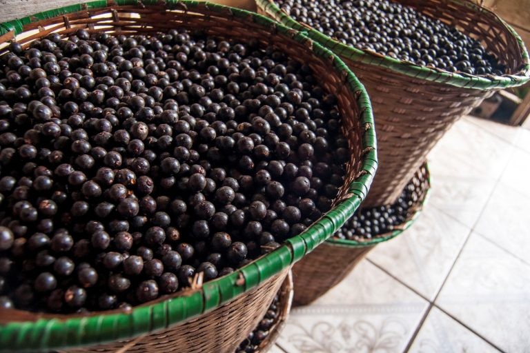 Comissão discute programa que integra cadeias produtivas do Açaí no Pará