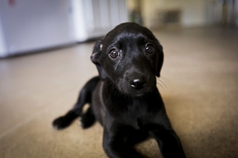 Comissão discute proposta que considera animais não humanos como sujeitos de direitos