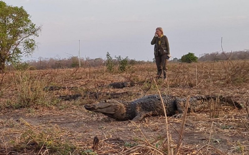 Sema monitora migração natural de jacarés-do-pantanal; veja vídeo