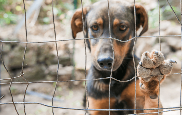 Presidente da Câmara quer criação de disque-denúncia de maus tratos e abandono de animais