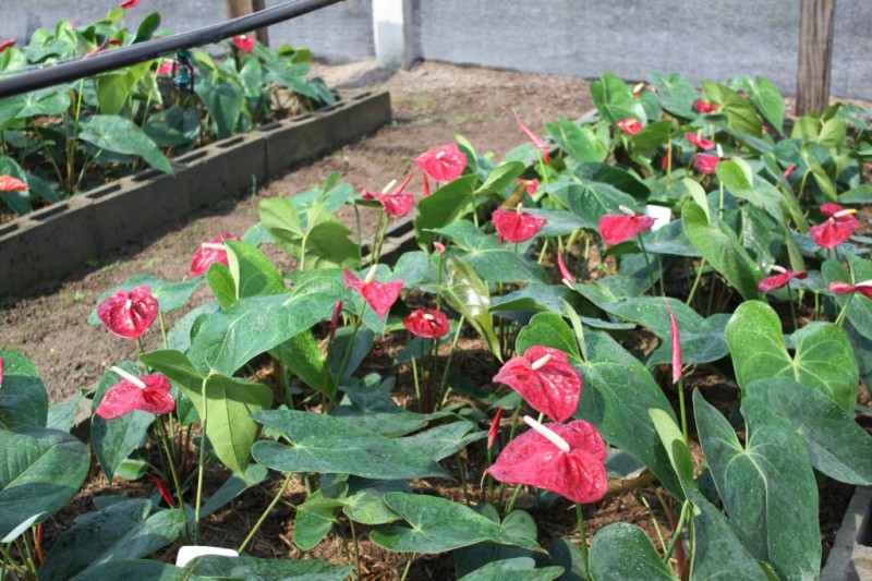 Empaer organiza congressos nacionais de floricultura e cultura de tecidos