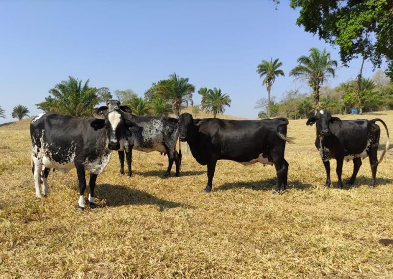Produtores de Araputanga participam de Dia de Campo sobre bovinocultura e melhoramento genético
