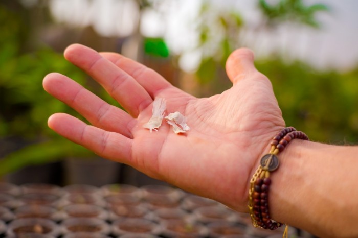 Sementes de ipês são plantadas em Horto Municipal
