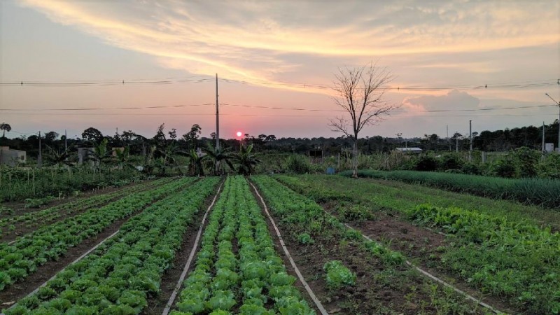 Agricultora muda sua realidade com produção de hortifrutigranjeiro após assistência técnica da Empaer