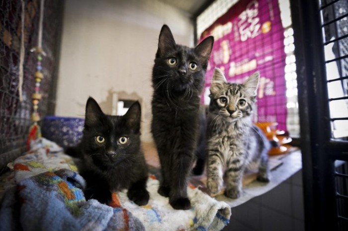 Comissão vai debater controle populacional de cães e gatos