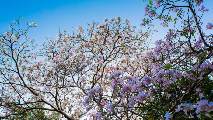 Cores dos Ipês desabrocham nas cidades brasileiras e encantam turistas