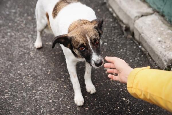 Presidente da Câmara requer informações sobre animais em situação de abandono resgatados no Município