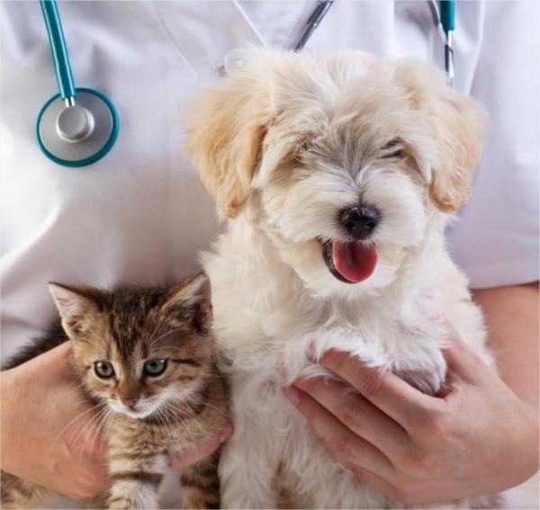 Implantação de um ambulatório veterinário móvel é sugerida pelo presidente do Legislativo