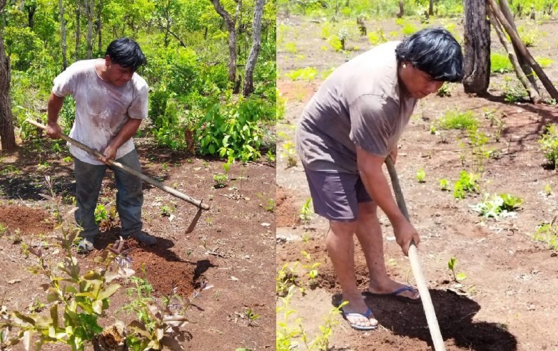 Xavantes de Poxoréu são orientados a preparar o solo para plantar legumes e tubérculos