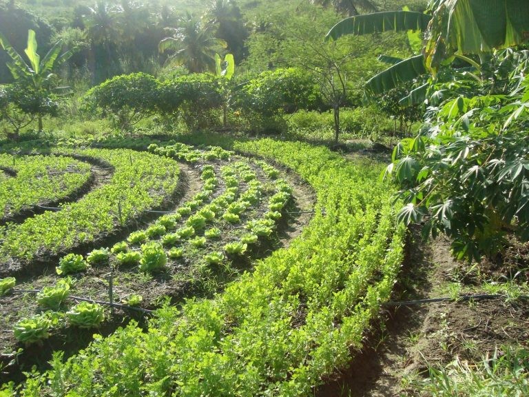 Comissão de Meio Ambiente lança concurso Inovação e Sustentabilidade