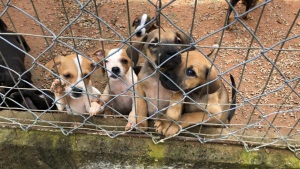 Presidente do Legislativo solicita implantação de centro cirúrgico para atender animais no Abrigo Municipal