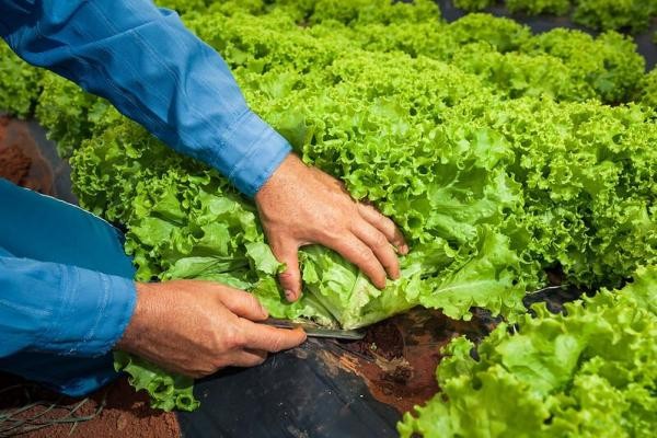 Sorriso: Requerimento pede informações sobre programas de apoio à agricultura familiar