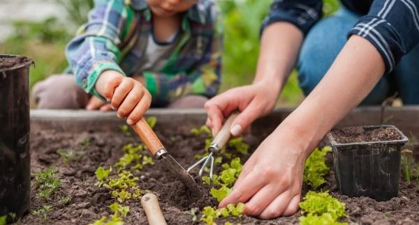 Vereador indica programa Horta Escolar em Sorriso