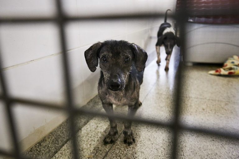 Entra em vigor lei que proíbe extermínio de cães e gatos saudáveis por órgãos públicos