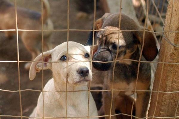 Parlamentar solicita doação de terreno para construção de um abrigo para cães e gatos