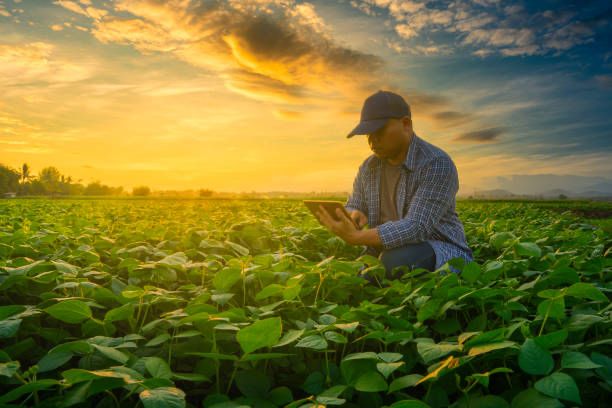 Agropecuária é o segundo setor que mais emprega em Mato Grosso