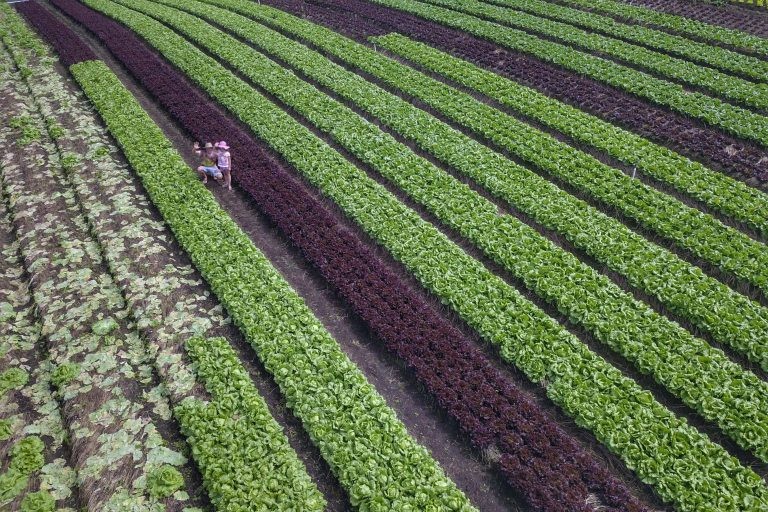 Câmara entrega Prêmio Mérito Agropecuário nesta quarta