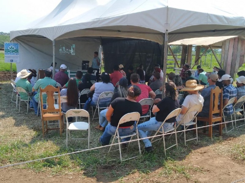 Dia de Campo mostra manejo de pastagem e melhoramento genético para bovinocultura leiteira