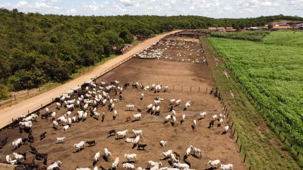 Show Safra Pecuária traz novidades e impulsiona setor no Mato Grosso